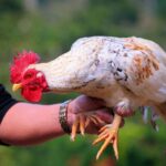 Cách đúc gà đá theo màu lông – Bí quyết chọn giống chiến kê