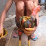 Cách làm rượu nghệ bóp gà đá – Bí quyết gà đá sung, lì đòn