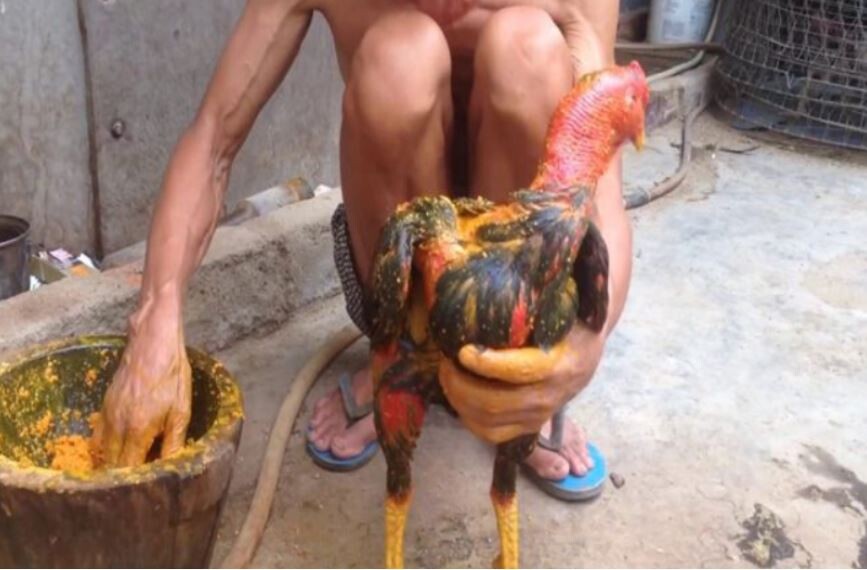 Hướng dẫn quy trình cách làm rượu nghệ bóp gà đá đơn giản tại nhà 