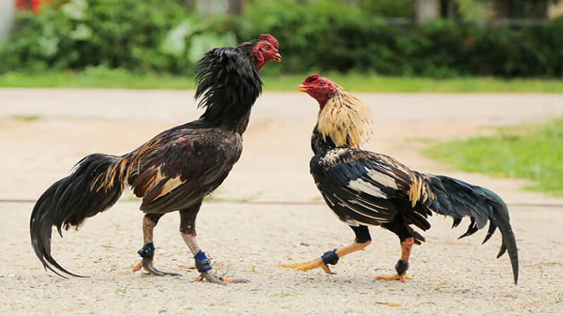 Ý nghĩa của việc luyện cơ chân cho chiến kê