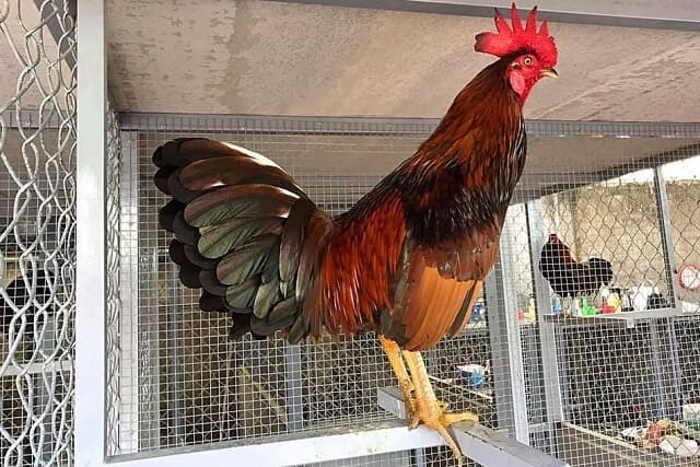 Phương pháp chạy lồng để luyện cơ chân cho gà chọi