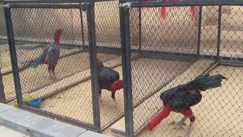 Tầm quan trọng của việc nắm rõ quy trình huấn luyện gà đá